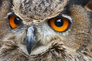 The Orange Eyes of an European Eagle Owl