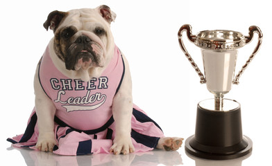 bulldog dressed as cheerleader sitting beside large trophy