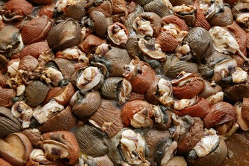 Background texture of Atlantic sea snail meat