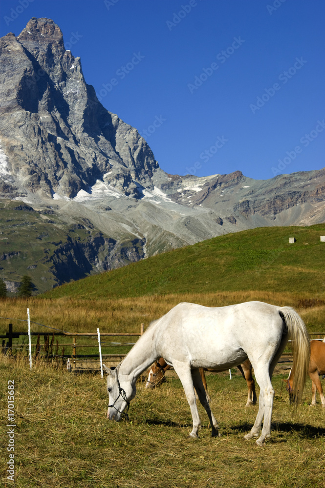 Wall mural Cervino e cavallo