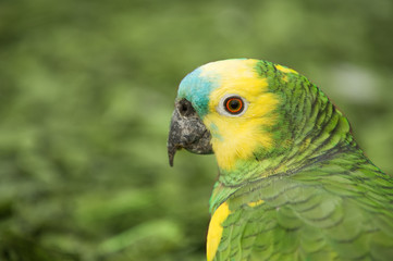 Parrot head close up.