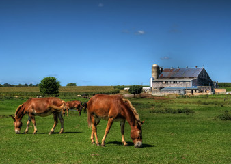 Amish Horse Farm