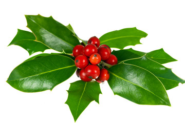 Holly -  Ilex - Stechpalme,freigestellt