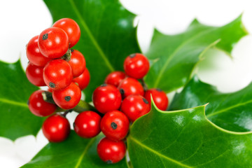 Ilex-Holly , Stechpalme,freigestellt