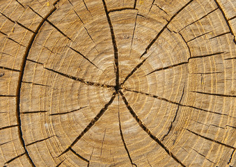 Fototapeta premium cut of tree