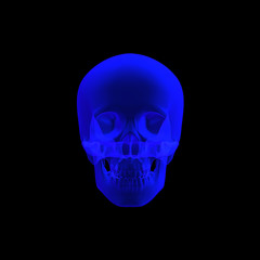 human skull  3d