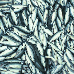 Obraz premium Salmon