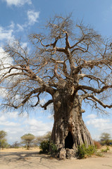 baobab