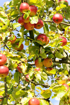 Apfelbaum im Herbst