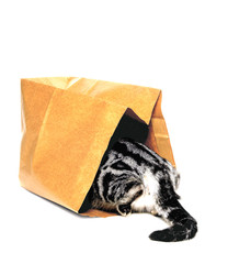 animals, cat going into paper bag