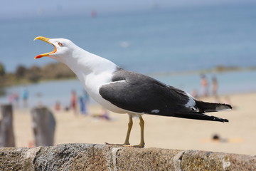 Mouette © Pascal Cointe
