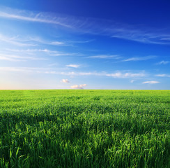 green grass and blue sky