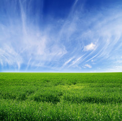 Fototapeta na wymiar green grass and blue sky