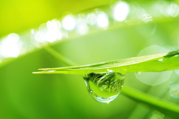 drops of dew on a grass