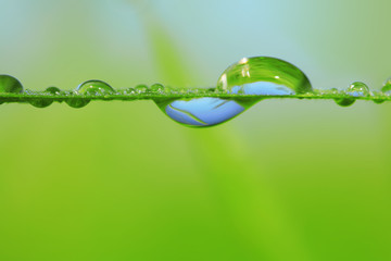 drops of dew on a grass