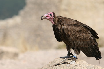 Vautour lors d'un spectacle de fauconnerie