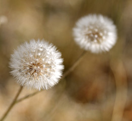 Obraz premium dandelion