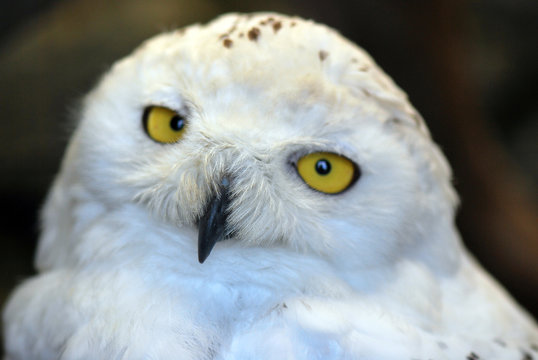 Portrait d'une chouette Harfang