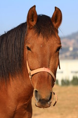 Obraz premium Caballo en Santpedor