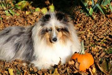 Autumn Dog