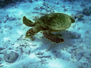 Obraz na płótnie Canvas Turtle i rafa koralowa