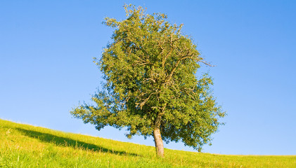 Idyllische Wiese mit Baum