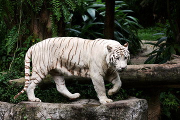 A White Tiger