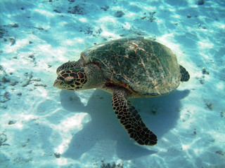 Turtle and coral reef