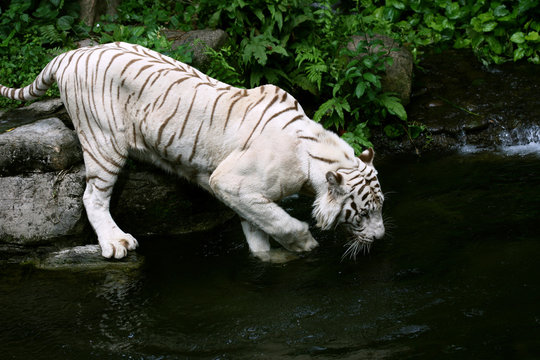 A White Tiger Drinking Water
