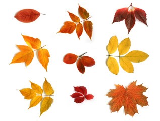 Fototapeta premium Collage from autumn leaves