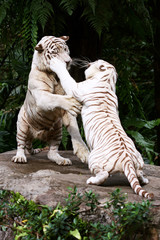 White Tigers in a Challenge