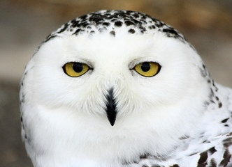 Buho blanco