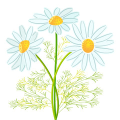 camomile flowers