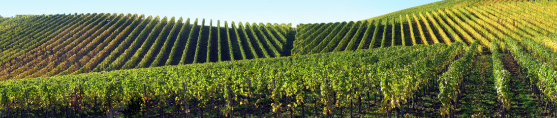 Panorama vignes