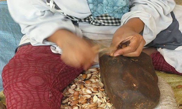 MUJER SACANDO LAS SEMILLAS PARA EXTRAER ACEITE DE ARGAN