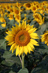 Fototapeta premium Sunflower
