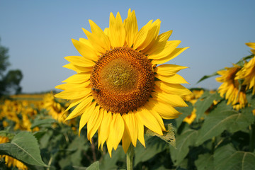 Sunflower