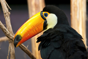 toucan toco