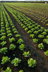 row of lettuce - 17030092