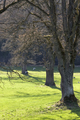Fototapeta premium Baum