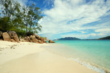 Praia deserta e pinheiros