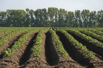 Fototapeta na wymiar Kartoffeln im Frühling auf dem Feld