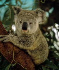 Obraz premium Koala_112159