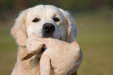 Golden Retriever mit Kuscheltier