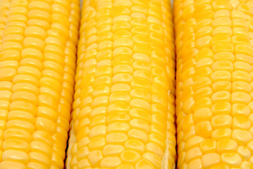 Corn on the cob