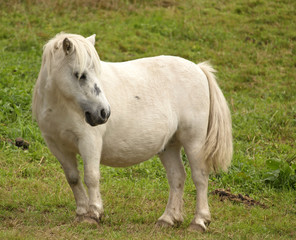 Naklejka na ściany i meble White Pony