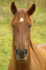 Fototapeta premium TETE DE CHEVAL BRUN