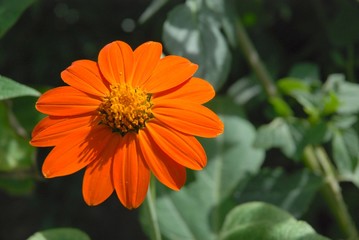 Zinnia
