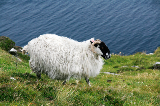 Schaf an Steilküste