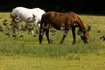 horses and starlings